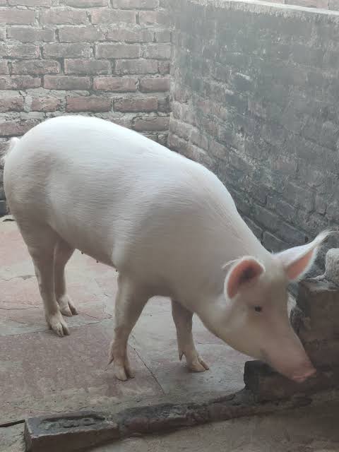LIVE PIG