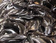 LIVE CATFISH